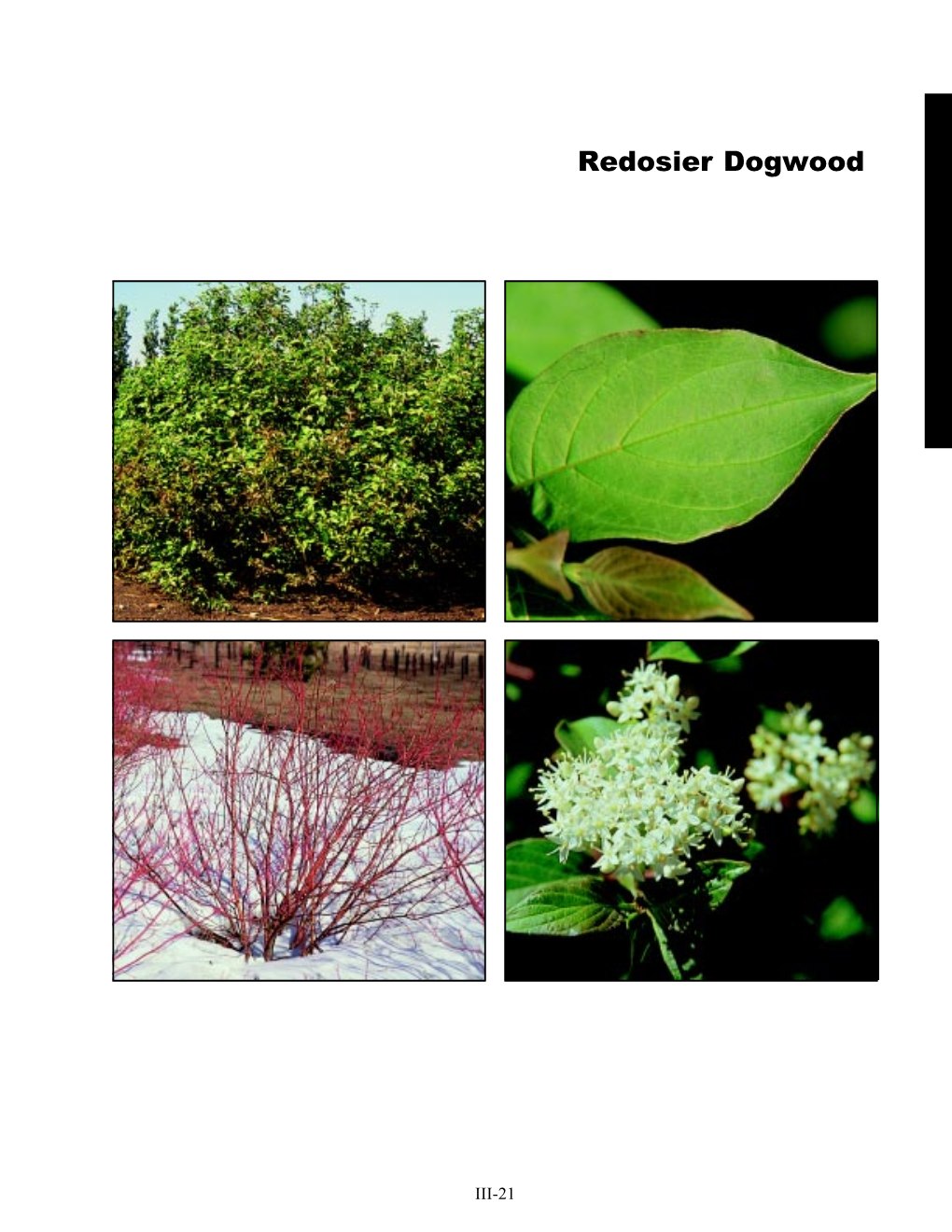 Redosier Dogwood