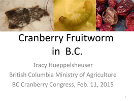 Cranberry Fruitworm in B.C. Tracy Hueppelsheuser British Columbia Ministry of Agriculture BC Cranberry Congress, Feb