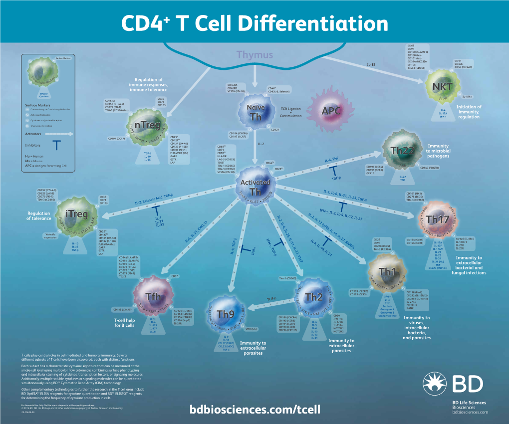T Cell Differentiation Poster