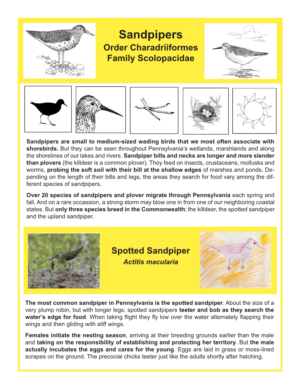 Spotted Sandpiper and the Upland Sandpiper