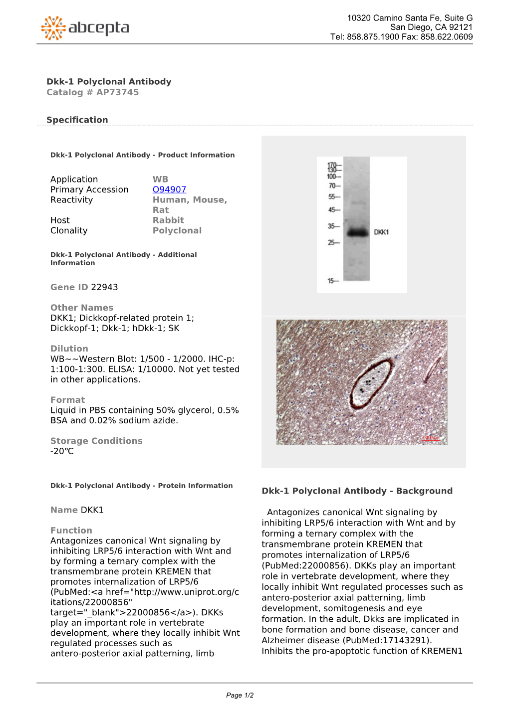 Dkk-1 Polyclonal Antibody Catalog # AP73745