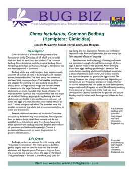 Cimex Lectularius, Common Bedbug (Hemiptera: Cimicidae) Joseph Mccarthy, Forest Huval and Gene Reagan