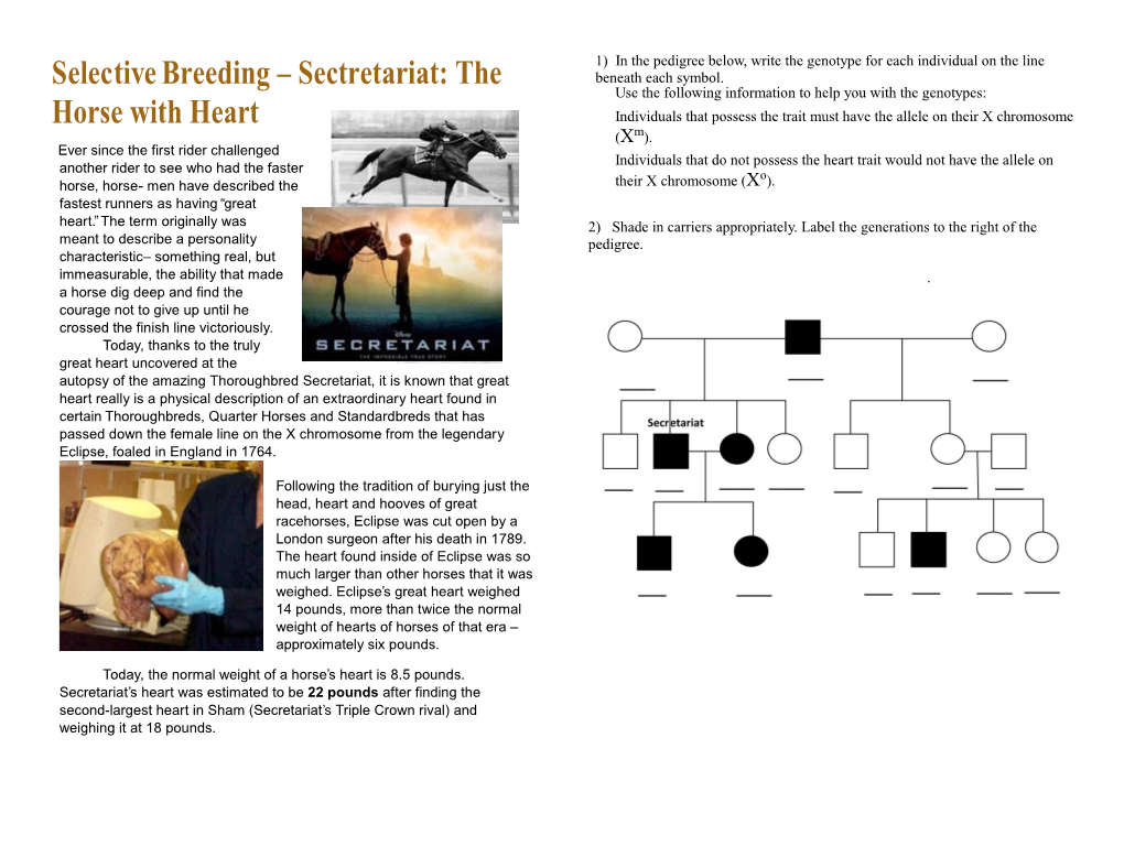 Selective Breeding – Sectretariat: the Horse with Heart