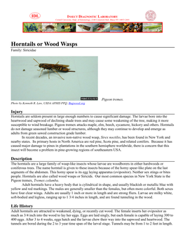 Horntails Or Wood Wasps Family: Siricidae