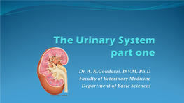 The Urinary System Part