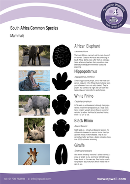 South Africa Common Species African Elephant