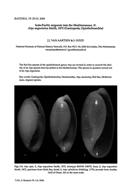 Atys Angustatus Smith, 1872 (Gastropoda, Opisthobranchia)