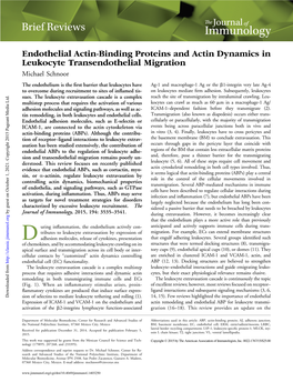 Migration Dynamics in Leukocyte Transendothelial Endothelial Actin-Binding Proteins and Actin