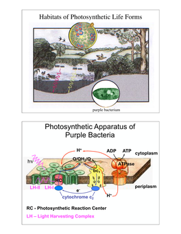 Photosynthetic Apparatus of Purple Bacteria