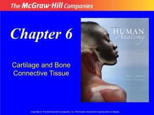 Cartilage and Bone Connective Tissue