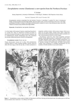 Encephalartos Venetus (Zamiaceae): a New Species from the Northern Province