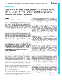 Estimation of the Force–Velocity Properties of Individual Muscles from Measurement of the Combined Plantarflexor Properties Mehrdad Javidi1, Craig P