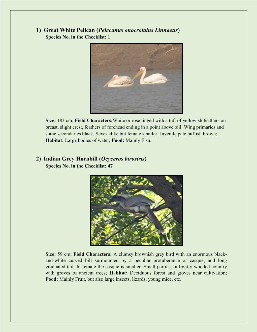 1) Great White Pelican (Pelecanus Onocrotalus Linnaeus) 2) Indian