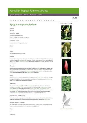 Syngonium Podophyllum Click on Images to Enlarge