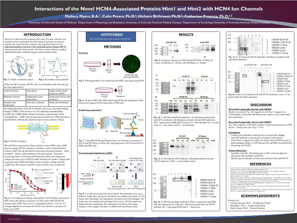 Interactions of the Novel HCN4-Associated Proteins Hint1