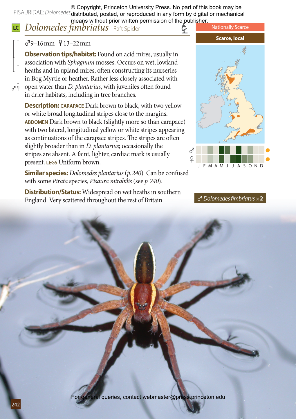 Britain's Spiders: a Field Guide