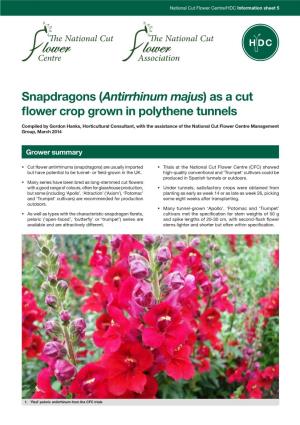 (Antirrhinum Majus) As a Cut Flower Crop Grown in Polythene Tunnels