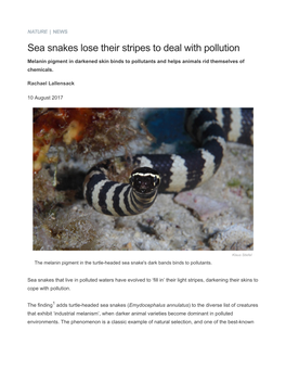 Sea Snakes Lose Their Stripes to Deal with Pollution : Nature News