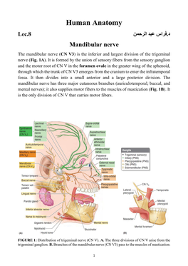 Human Anatomy د.فراس عبد الرحمن Lec.8 Mandibular Nerve the Mandibular Nerve (CN V3) Is the Inferior and Largest Division of the Trigeminal Nerve (Fig