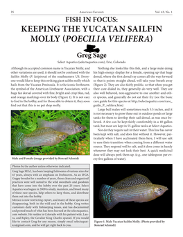 Keeping the Yucatan Sailfin Molly (Poecilia Velifera)