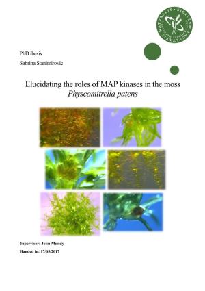 Elucidating the Roles of MAP Kinases in the Moss Physcomitrella Patens