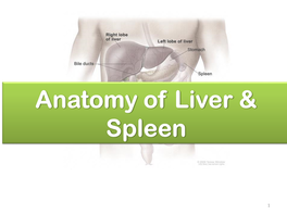 Anatomy of Liver & Spleen