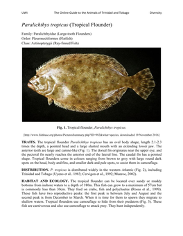 Paralichthys Tropicus (Tropical Flounder)