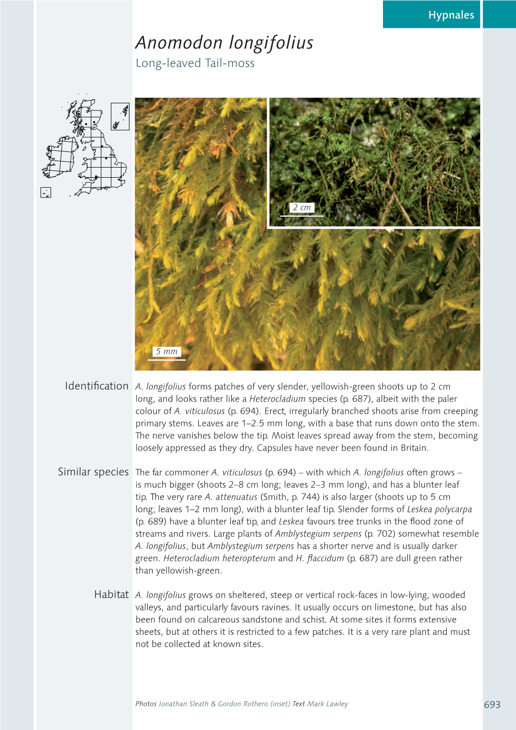 Anomodon Longifolius Long-Leaved Tail-Moss