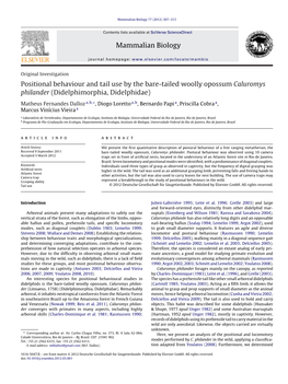 Positional Behaviour and Tail Use by the Bare-Tailed Woolly Opossum Caluromys Philander (Didelphimorphia, Didelphidae)