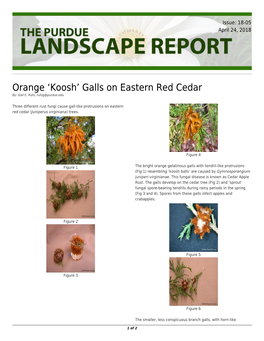 Orange 'Koosh' Galls on Eastern Red Cedar