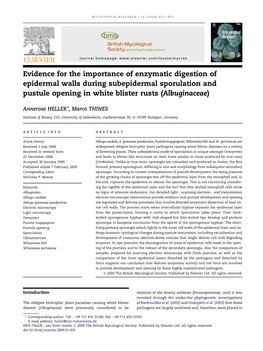 Evidence for the Importance of Enzymatic Digestion of Epidermal Walls During Subepidermal Sporulation and Pustule Opening in White Blister Rusts (Albuginaceae)