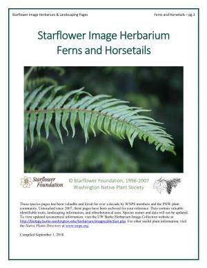 Starflower Image Herbarium Ferns and Horsetails