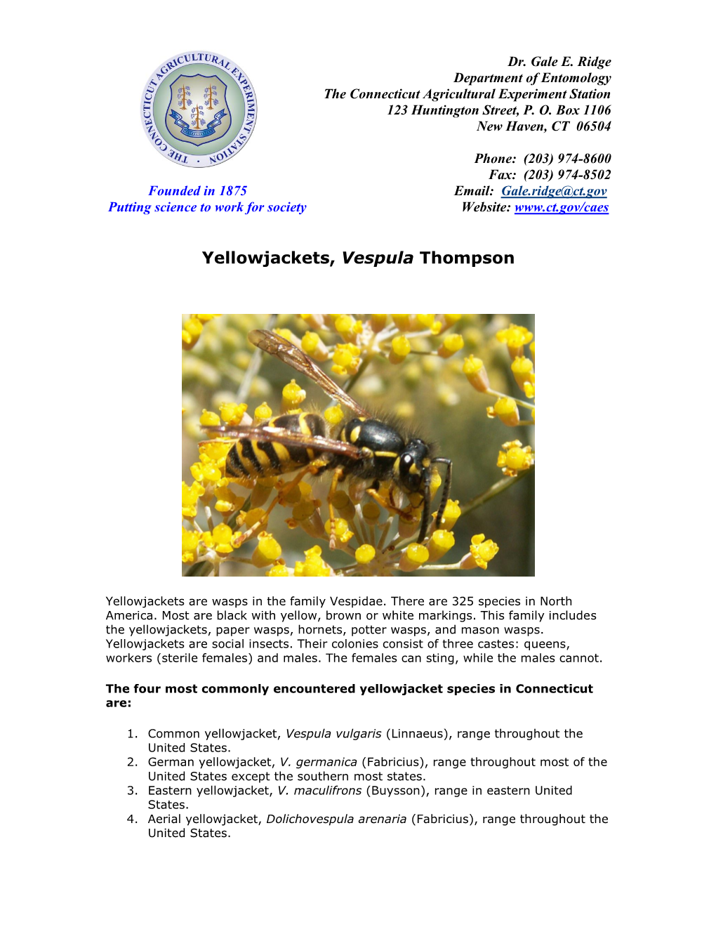 Yellowjackets, Vespula Thompson