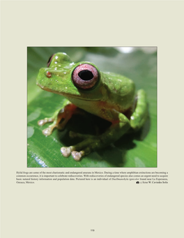 Hylid Frogs Are Some of the Most Charismatic and Endangered Anurans in Mexico