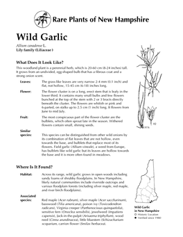 Wild Garlic Allium Canadense L