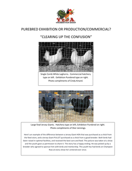 Hatchery Or Purebred Exhibition Poultry