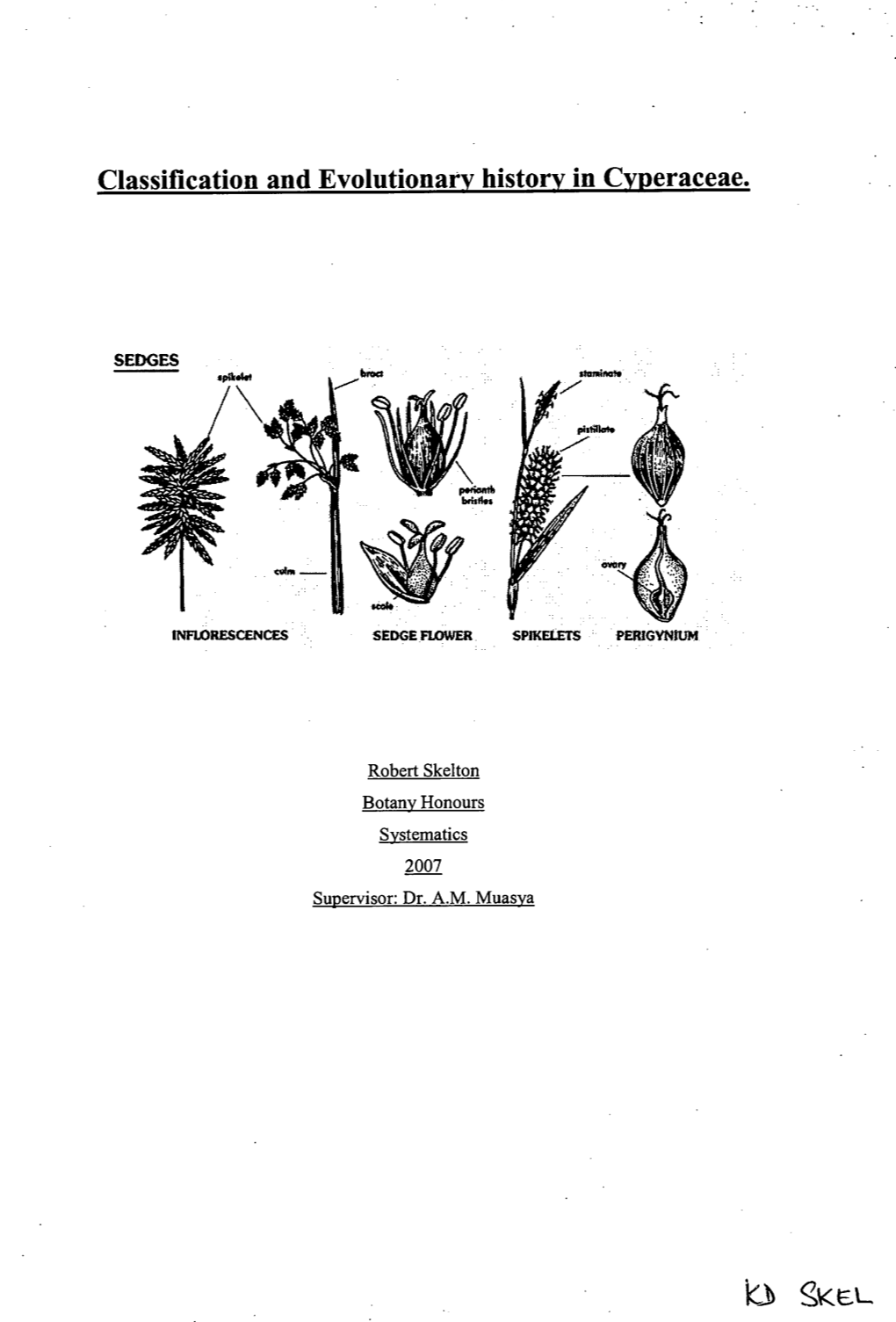 Classification and Evolutionary History in Cyperaceae