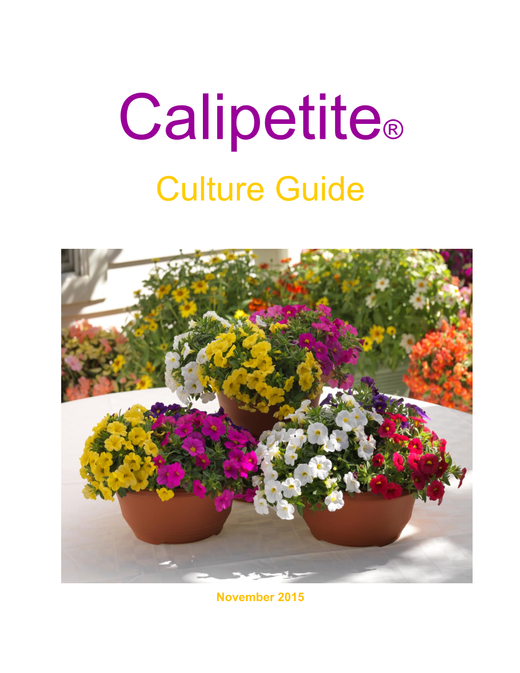 Calibrachoa Calipetite® Culture Guide