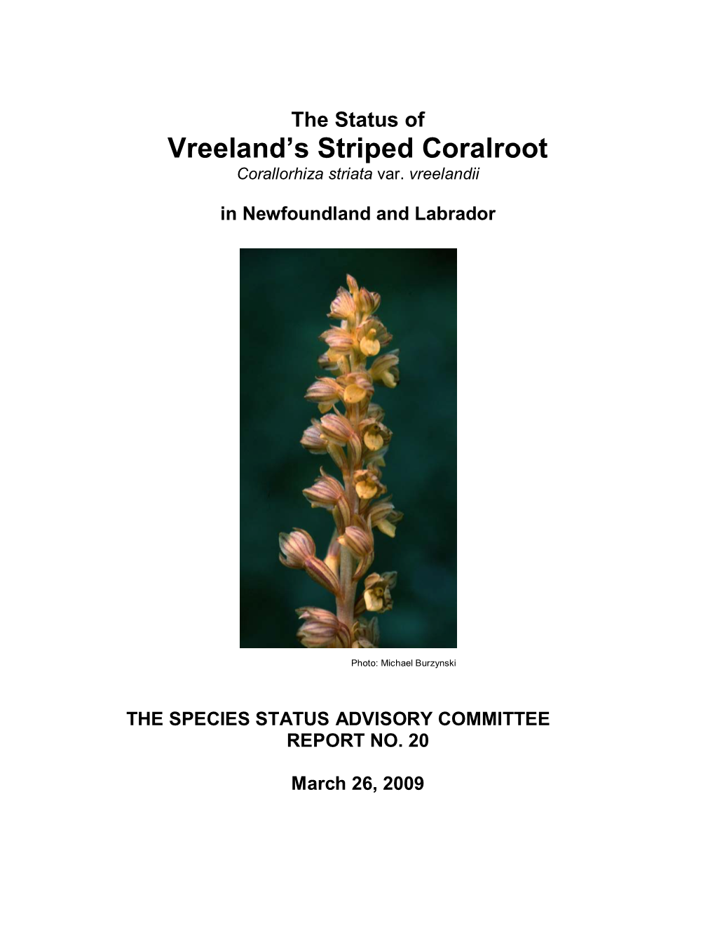 Vreeland's Striped Coralroot