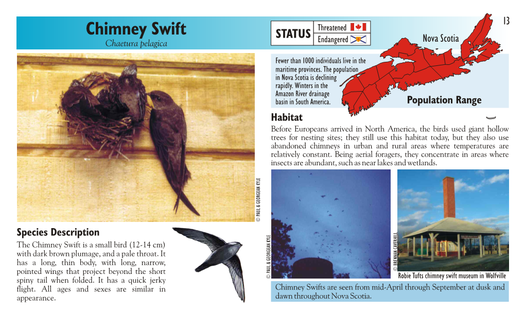 Chimney Swift Threatened STATUS Endangered Nova Scotia Chaetura Pelagica Fewer Than 1000 Individuals Live in the Maritime Provinces