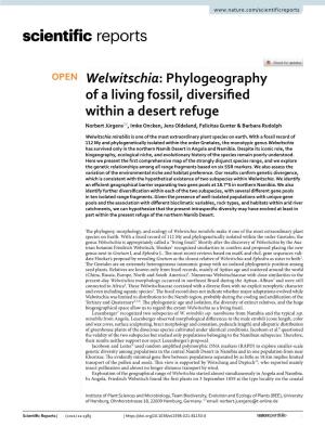 Welwitschia: Phylogeography of a Living Fossil, Diversifed Within a Desert Refuge Norbert Jürgens*, Imke Oncken, Jens Oldeland, Felicitas Gunter & Barbara Rudolph