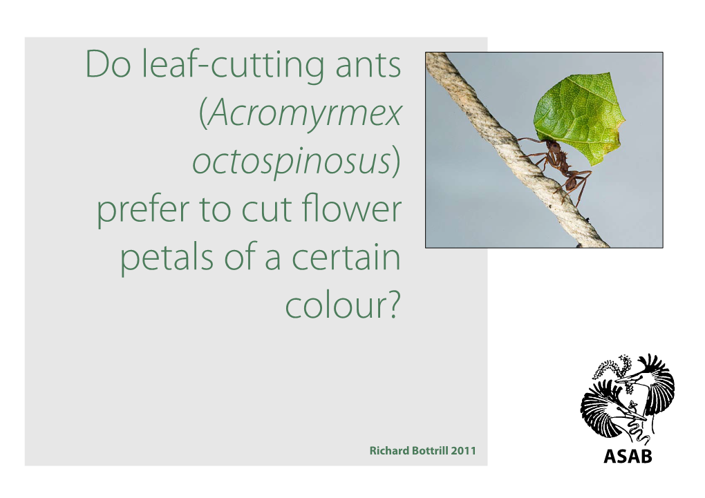 Do Leaf-Cutting Ants (Acromyrmex Octospinosus) Prefer to Cut Flower Petals of a Certain Colour?