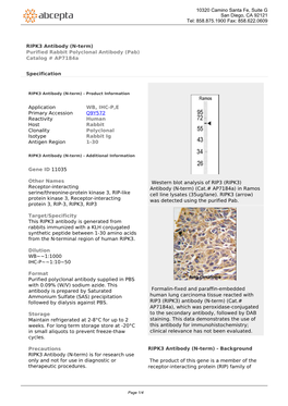 RIPK3 Antibody (N-Term) Purified Rabbit Polyclonal Antibody (Pab) Catalog # Ap7184a