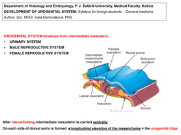 Urogenital System De