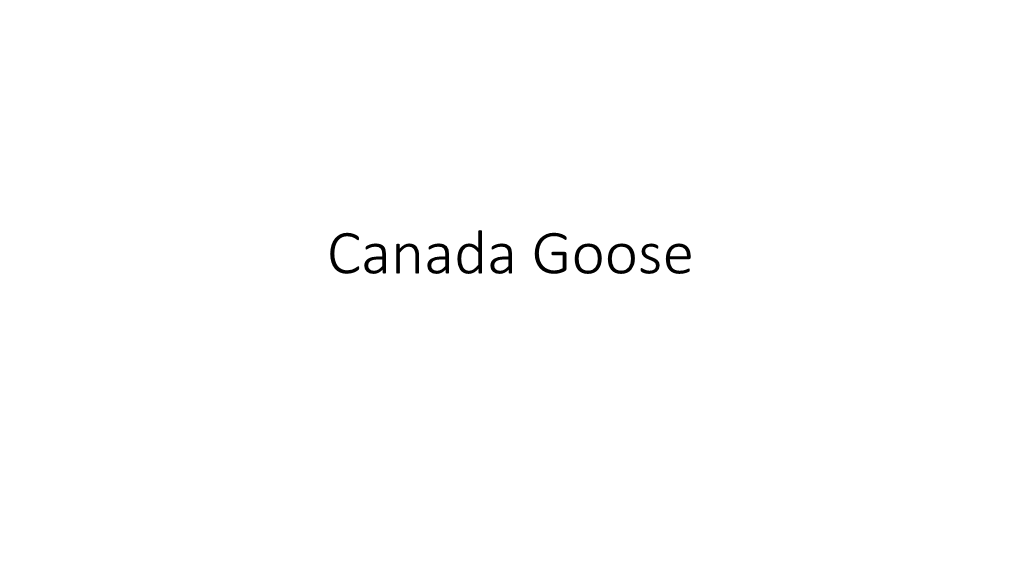 Canada Goose Canada Goose Appearance Canada Geese Are Big Waterbirds with a Long Neck, Large Body, Large Webbed Feet, and Wide, Flat Bill