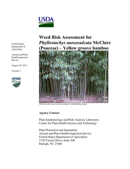Phyllostachys Aureosulcata Mcclure Department of Agriculture (Poaceae) – Yellow Groove Bamboo