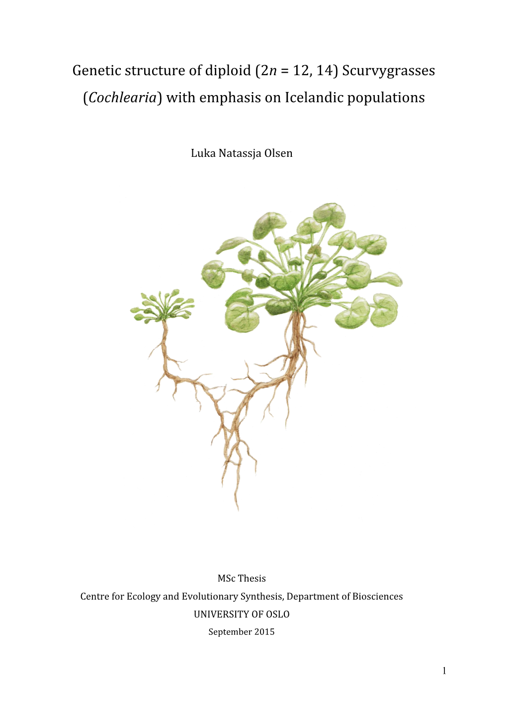 Cochlearia) with Emphasis on Icelandic Populations