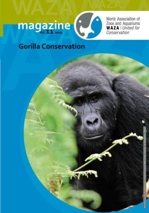 Gorilla Conservation ) at Bwindi Impenetrable Forest, Uganda