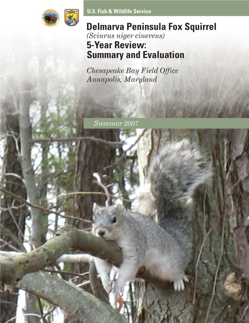 Delmarva Peninsula Fox Squirrel 5-Year Review: Summary and Evaluation