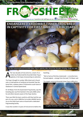 Endangered Kroombit Tinker Frog Bred in Captivity for First Time